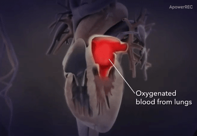 富含氧的动脉血（红色），颜色比较鲜艳