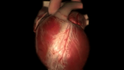 右冠状动脉——主要为后间隔、下壁及心尖（下壁）供血