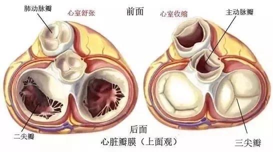 图文详解—心脏瓣膜：主动脉瓣、二尖瓣、肺动脉瓣、三尖瓣