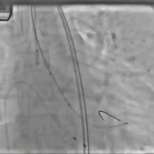 7.gif